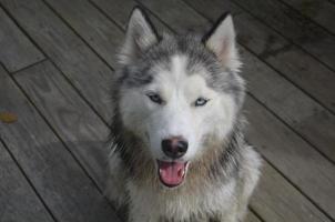 perro husky siberiano sentado en un porche foto