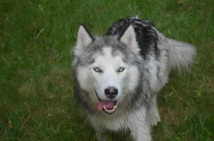 bonito perro husky siberiano de ojos azules foto