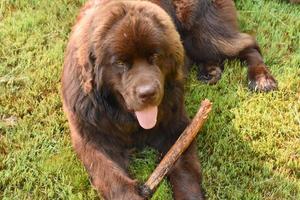 Beautiful Brown Newfoundland Dog With a Stick photo