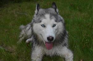 Pretty Siberian Husky Dog with a Pink Tongue photo