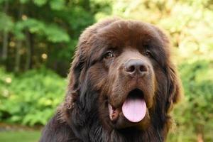 Very Cute and Sweet Brown Newfoundland Puppy Dog photo