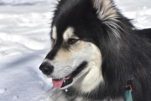 Fluffy Husky Resting in Snow on a Winter Day photo