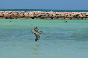 Pelican Diving Toward Tropical Waters Near a Jetty photo