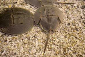 Group of Horseshoe Crabs on the Ocean Floor photo