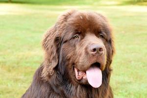 Very Sweet Chocolate Brown Newfoundland Dog in the Summer photo