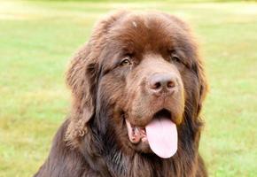 Sweet Faced Brown Newfie Dog With His Tongue Out photo