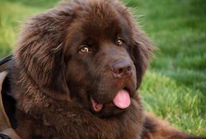 Gorgeous Chocolate Brown Newfoundland Pup in Grass photo