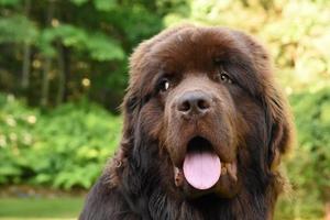 Brown Newfie Dog Looking Over His Shoulder photo
