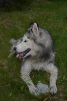 Siberian Husky with a Block of Ice photo