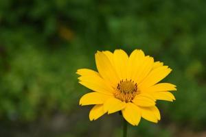 Beautiful Yellow False Sunflower Flower Blossom Blooming photo