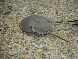 Underwater Glimpse of a Horseshoe Crab on the Ocean Floor photo