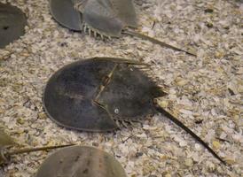 Horseshoe Crab on the Floor of the Sea photo
