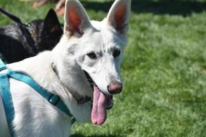 White German Shepherd wiith a Long Tongue photo