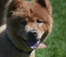 Adorable Little Chow Puppy with Perky Ears photo