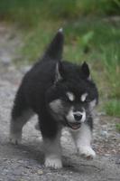 Adorable husky puppy running down a path photo