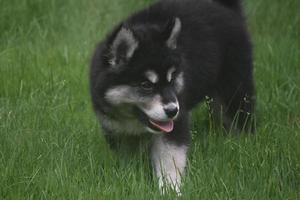 Loveable siberian husky playing in a field of grass photo