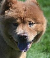 adorable cara borrosa de un cachorro chow foto