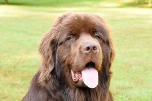 Looking Into the Sweet Face of a Brown Newfoundland photo