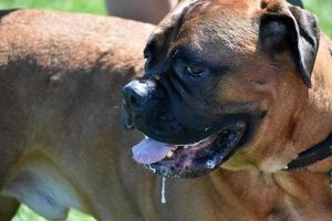 Salivating Large Breed English Mastiff Dog in the Summer photo