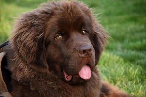 Adorable Large Brown Newfie Dog Laying in Grass photo