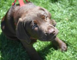 Precious Face of a Chocolate Labrador Puppy Dog photo