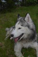 Profile of a Siberian Husky photo