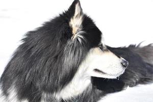 perfil de un perro husky siberiano descansando en la nieve foto