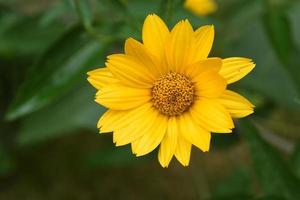 Breathtaking Yellow False Sunflower Blossom Up Close photo
