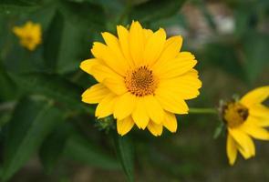 Very Pretty Yellow Heliopsis Flower Blossoms photo