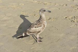 Close up on a seagull on the beach sand photo