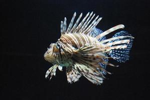 Really Beautiful Lionfish Swimming In an Aquarium photo