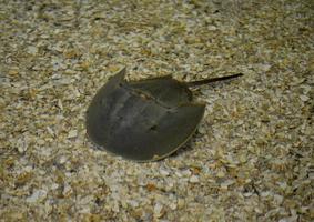 Horseshoe Crab Sitting on the Ocean Floor photo