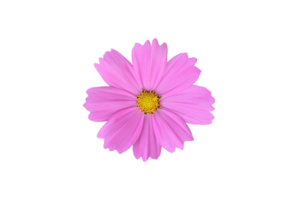 Isolated pink cosmos flower with clipping paths. png