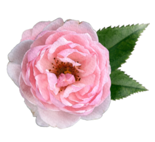 watercolor pink rose and leaves. png