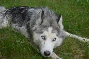 hermoso perro husky siberiano de ojos azules foto