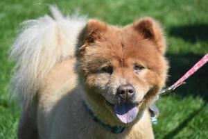 lindo cachorrito chow en un campo foto