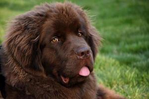 Pink Tongue Sticking Out on a Young Brown Newfie photo