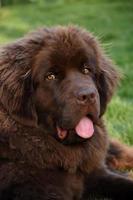 Very Sweet Faced Chocolate Brown Newfoundland Pup photo