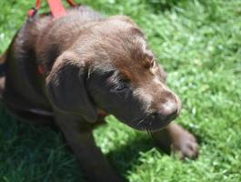 Sweet Chocolate Lab Puppy in the Summer photo