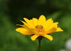 Profile of a Yellow False Sunflower Blossom in a Garden photo