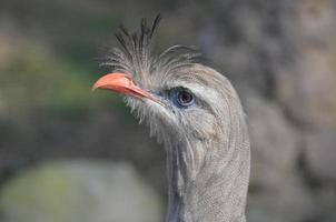 perfil de un pájaro seriema gris con plumas de pie foto