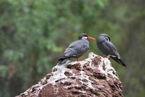 par de charranes incas de pie sobre una roca foto