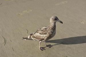 Close up photo of a seagull walking along the shores