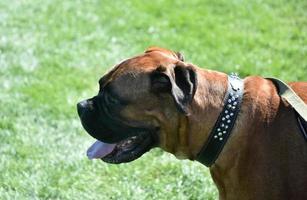 Side View of an English Mastiff Dog on a Leash photo