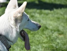 Profile of a Pretty White German Shepherd Dog photo