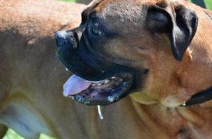 perro mastín inglés babeante en un día caluroso foto