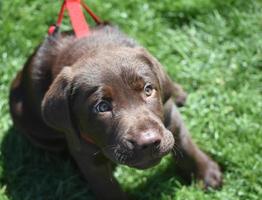 Precious Three Month Old Chocolate Lab Puppy Looking Up photo