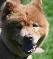 Very Delightful Brown Chow Puppy from China photo