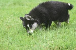 Adventurous young husky puppy in a grass field photo