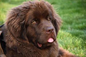 Stunningly Sweet Faced Chocolate Brown Newfoundland Dog photo